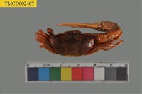 藏品(招潮蟹屬)的圖片